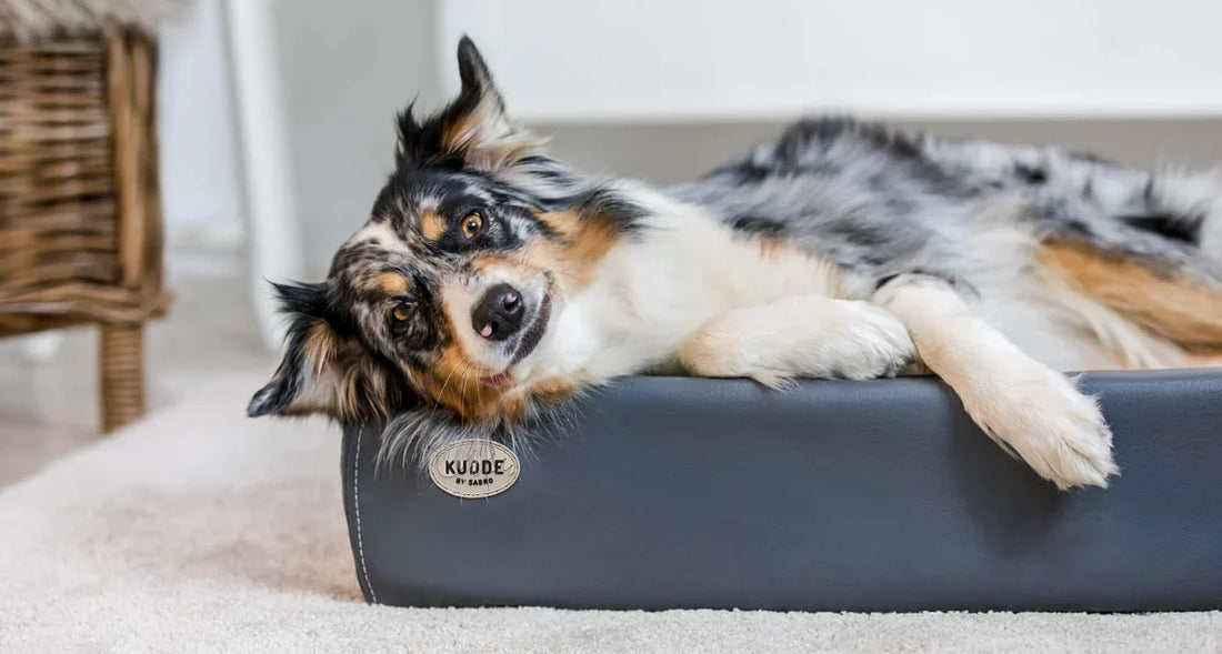 Should Your Dog Sleep in Your Bedroom? Benefits, Risks, and Tips for Better Sleep