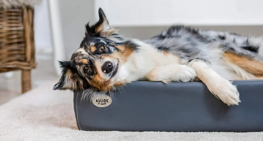 Should Your Dog Sleep in Your Bedroom? Benefits, Risks, and Tips for Better Sleep