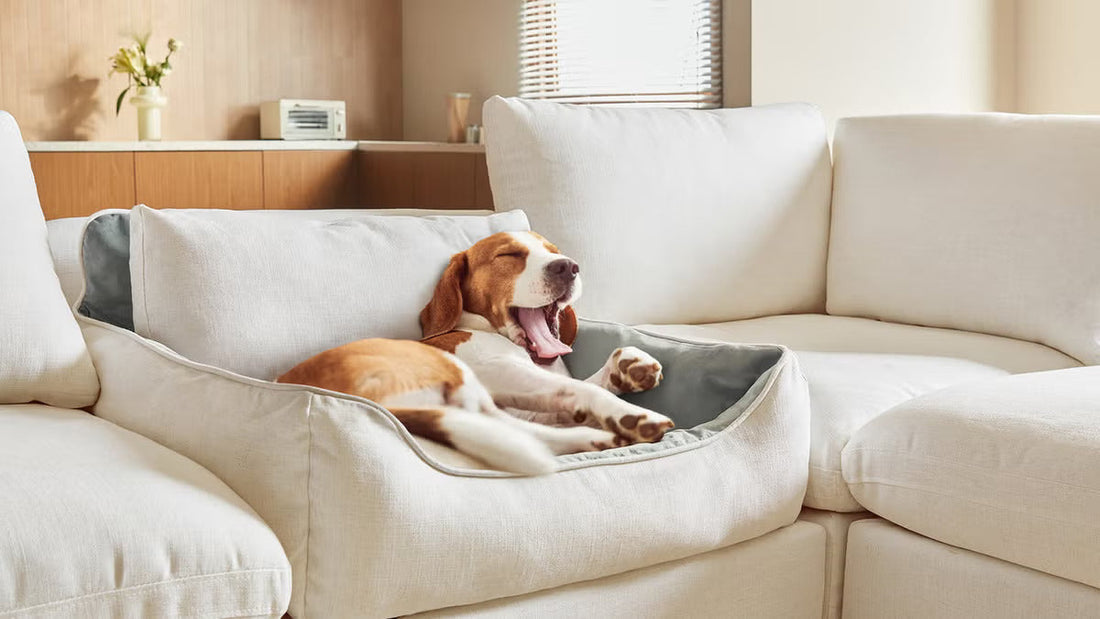 5 Tips for Choosing Pet-Friendly Furniture for a Stylish and Practical Home